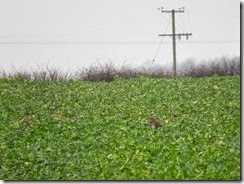 Little Bustard
