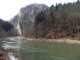 szczawnica, trasy turystyczne w Szczawnicy, przełom Dunajca, grzyby wiosenne, grzyby w kwietniu, czarki, uszaki, kisielnice, wiosenne kwiaty, bobry nad Dunajcem, szlak na granicy polsko-słowackiej