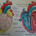 Sabes Qué Son Las  Arterias Y Venas?