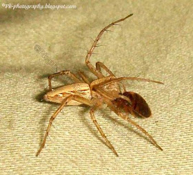 Do spiders eat bed bugs?