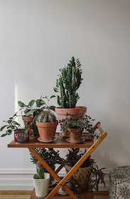 plantas-agrupadas-em-casa-decoracao