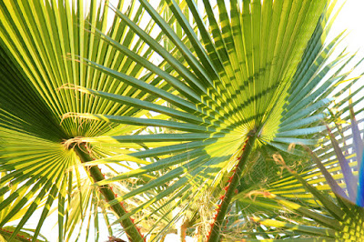 Greenery Palms in Santa Monica California - Photo by Mademoiselle Mermaid