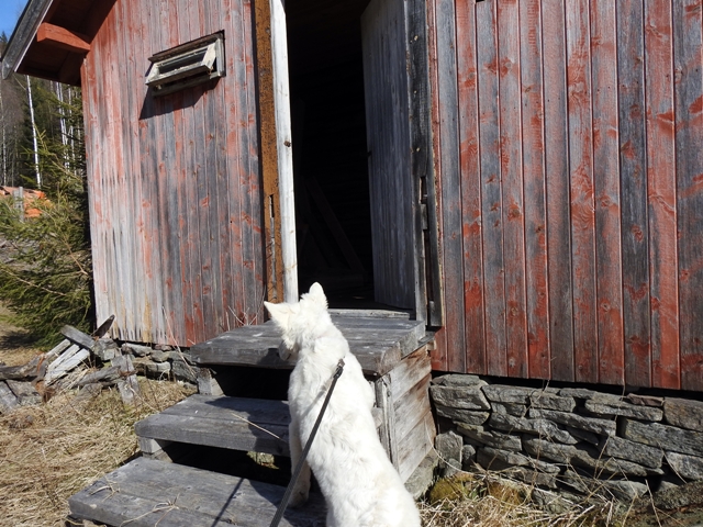 roppe hallingdal hvit gjeterhund