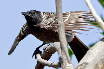 "Red-vented Bulbul - Pycnonotus cafer, courtship display."