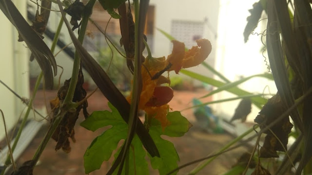 terrace garden bitter gourd seed