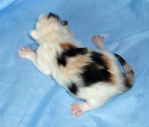 Photo of unusual smoke calico Siberian kitten from Pendraig Siberians