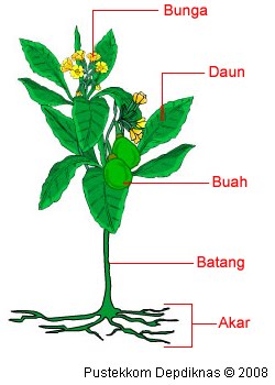 KLASIFIKASI TUMBUHAN BERBIJI Tumbuhan Berbiji di Kebun 