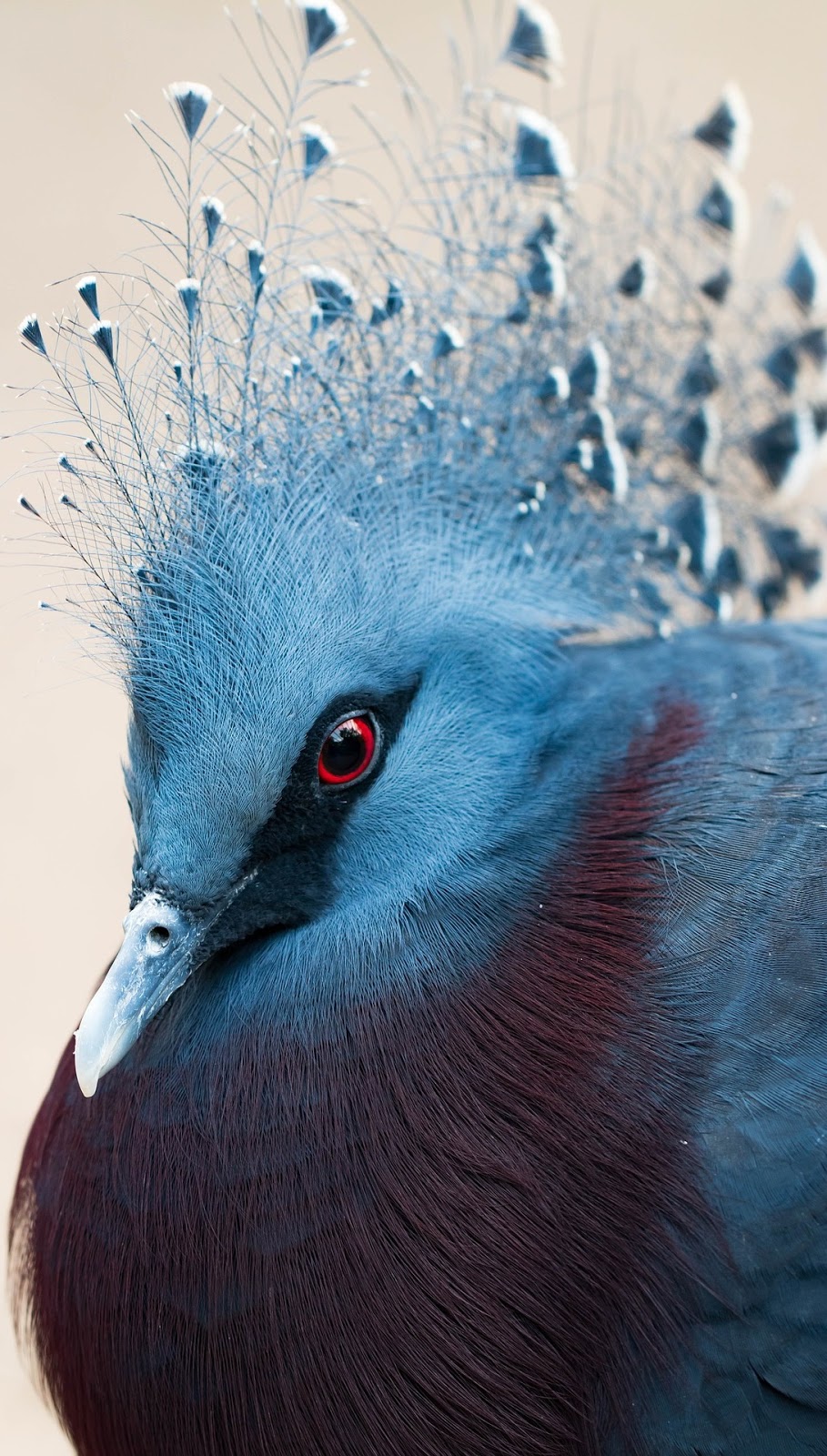 Crested pigeon head shot.