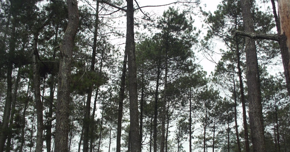 Hutan Pinus Contoh Ekosistem Taiga  Media Pembelajaran 