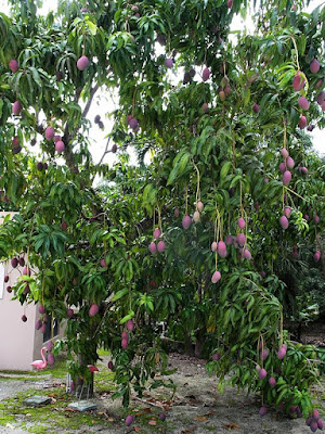 Mango tree with ripening fruit.