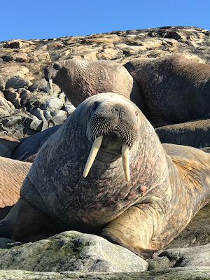 Why Walruses are the Friendliest Animals You'll Ever Meet