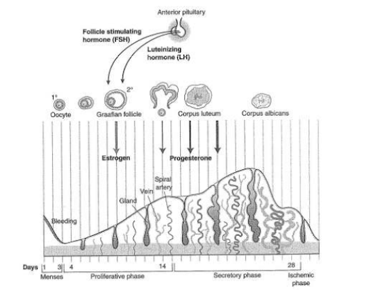 ANATOMY & PHYSIOLOGY TERMINOLOGY-FEMALE REPRODUCTIVE SYSTEMS AND MENSTRURAL CYCLE