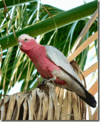 Galah 2
