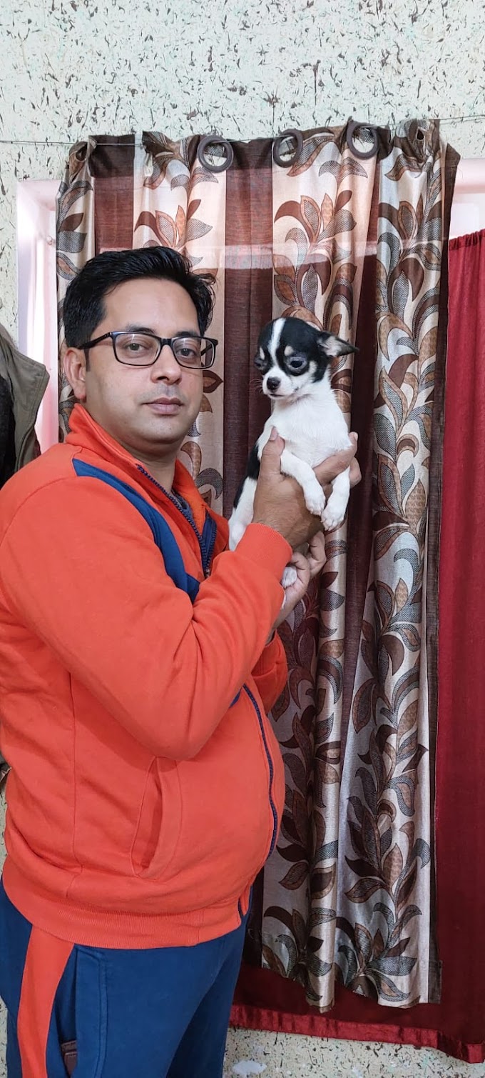 Get Chihuahua Puppies (Dogs) In India - Sri Sai Pet World