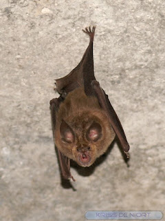 Chauve-souris - Mammifère volant