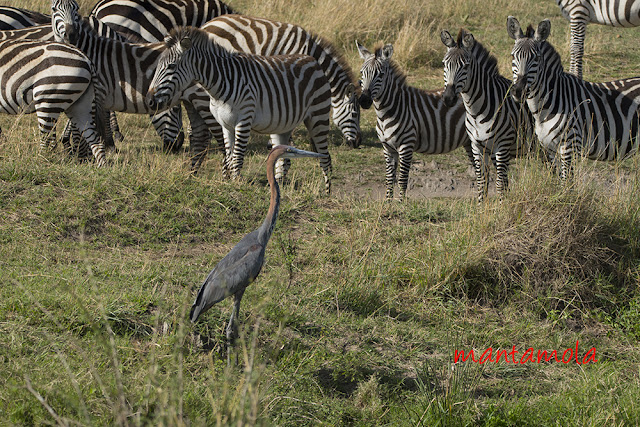 Goliath heron (Ardea goliath)