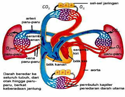 Sistem Peredaran Darah pada Reptil