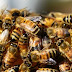  Σε κώμα νοσηλεύεται νεαρός στις ΗΠΑ που τσιμπήθηκε 20.000 φορές από μέλισσες-δολοφόνους!