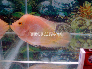 jual ikan hias, jual louhan gb