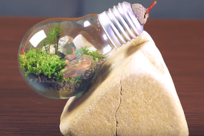  niscaya sedikit dari kalian mengerti apa itu sih terrarium TIPS- Membuat Taman Mini Dengan Bohlam Lampu