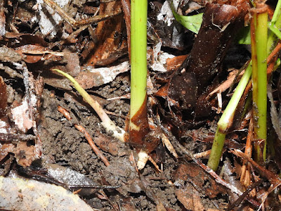 Rhizome of False Cardomom Ginger