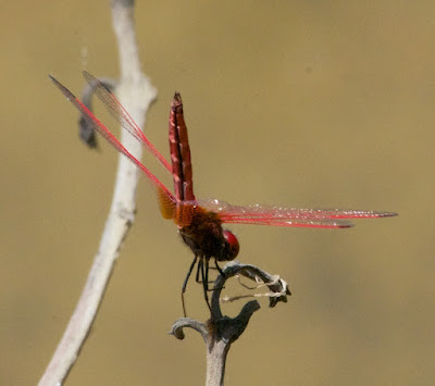 Trithemis aurora