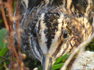 Jack Snipe