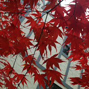 . fall arrivals are the spidery crimson leaves on my Japanese maple tree.