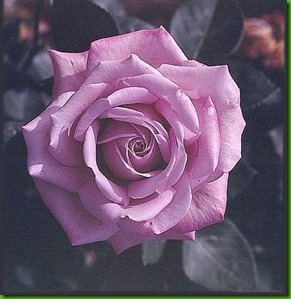 Ro Silver Star