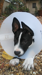 A Quarter of His Life 3-Month-Old Puppy