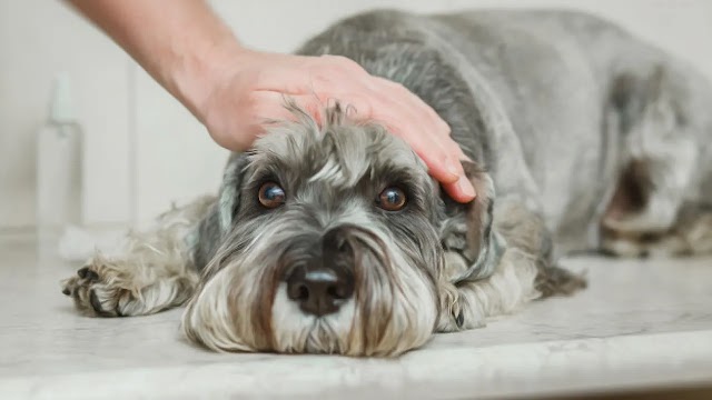 Teníase: A Ameaça Oculta - O Que Você Precisa Saber Sobre Essa Perigosa Verminose!