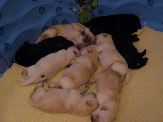 Pile of Pooped Pups