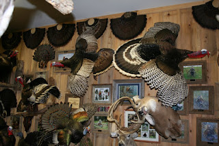 Gould's turkey hunting