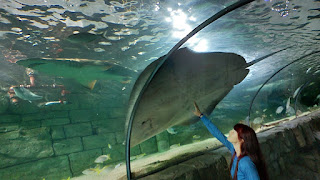 Sea Life Aquarium underwater tunnel stingray
