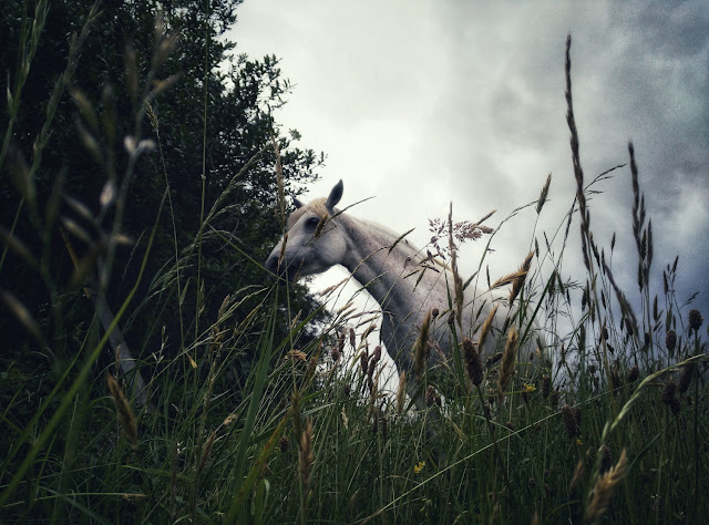 horse in a field