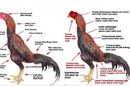 7 Jenis Ayam Bangkok Terbaik Yang Wajib Anda Ketahui