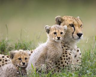 Wildlife-Cheetah-Wallpapers