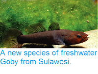 http://sciencythoughts.blogspot.co.uk/2014/11/a-new-species-of-freshwater-goby-from.html