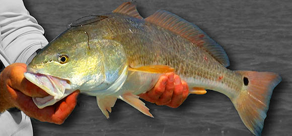 Texas Redfish