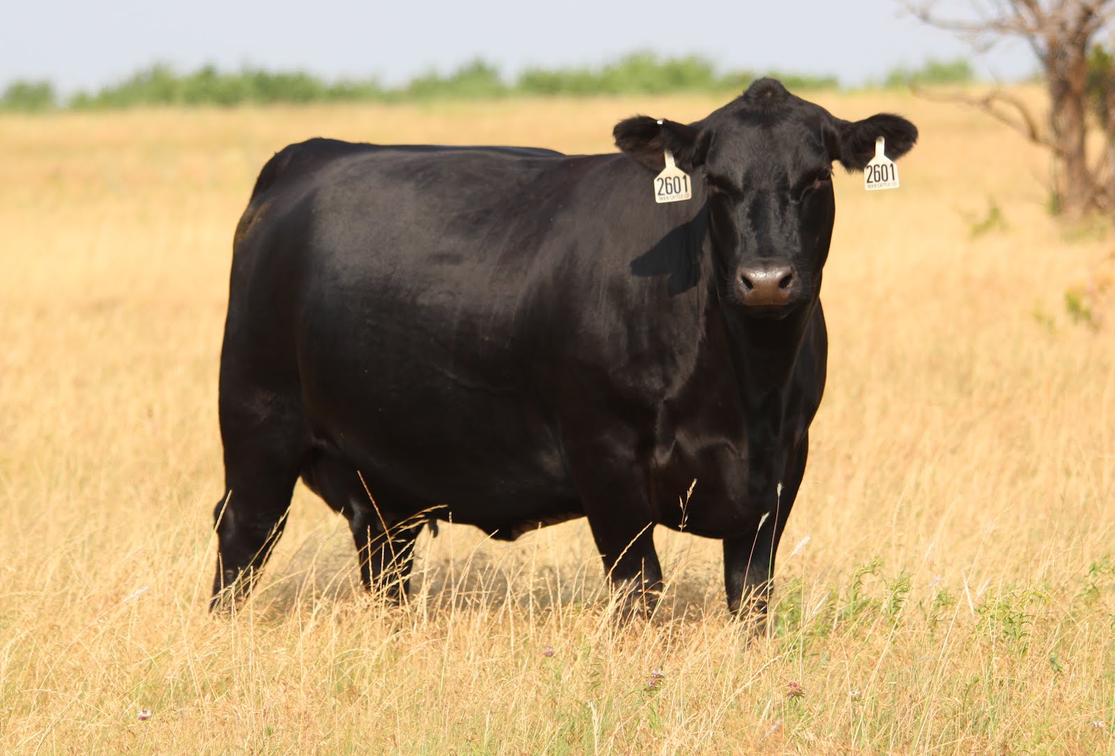 Buck Cattle Co. Blog: 12 Fall Calving Angus Cows FOR SALE!!