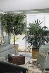 Indoor Plants - Flowering Garden in Miniature