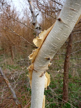 004 Betula ermanii bark Daniel Grankvist