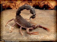 Black Spitting Thicktail Scorpion, Parabuthus transvaalicus