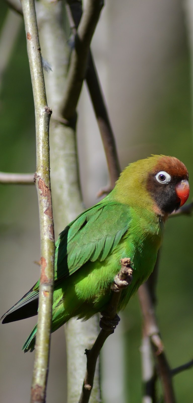 A small beautiful green parrot.