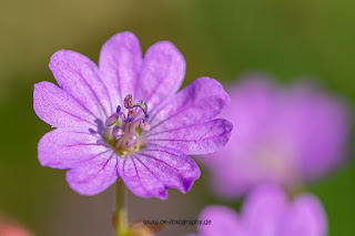 Makrofotografie Naturfotografie Weserbergland Olaf Kerber