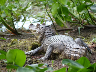 Caïman à lunettes - Caiman crocodilus