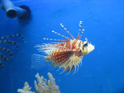 Zebra turkeyfish - Zebra lionfish - Dendrochirus zebra