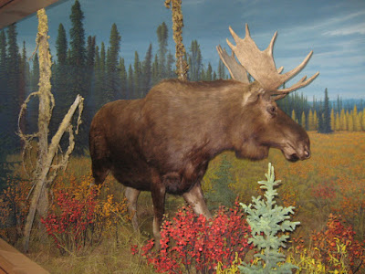 The Moose dispaly from my last trip to the museum