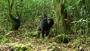 objek wisata populer kamerun, wisata nasional kamerun, pemandangan menarik kamerun, tempat kunjungan di kamerun