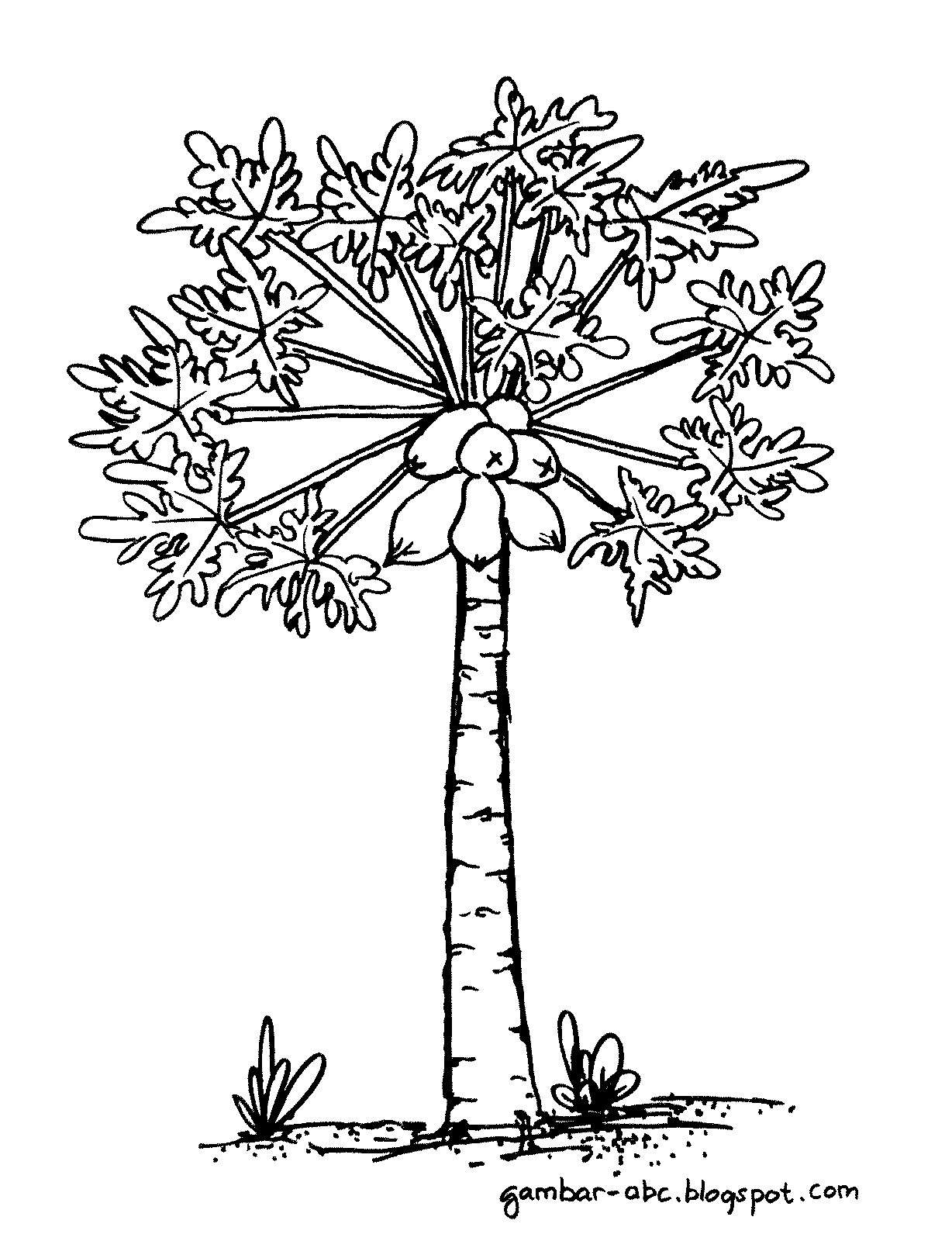  Pohon  Pepaya  BELAJAR MEWARNAI